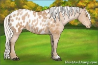 Horse Color:Silver Bay Pearl Appaloosa 