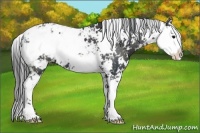 Horse Color:Black Sabino