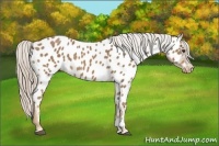 Horse Color:Palomino Appaloosa