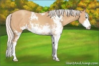 Horse Color:Silver Amber Champagne Sabino Splash 
