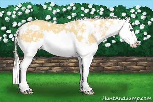 Horse Color:Silver Amber Champagne Dun Sabino Splash 