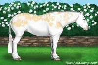 Horse Color:Silver Amber Champagne Dun Sabino Splash