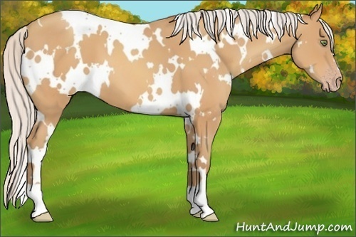 Horse Color:White Spotted Silver Amber Champagne 