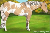 Horse Color:White Spotted Silver Amber Champagne 