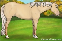 Horse Color:Silver Sable Champagne Dun 