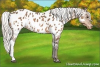 Horse Color:White Spotted Silver Buckskin Appaloosa