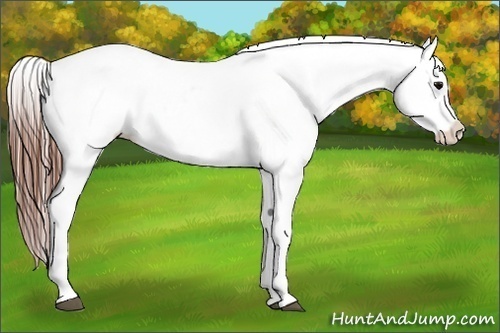 Horse Color:White Spotted Blue Roan Splash Frame Appaloosa 