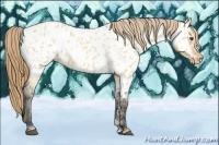 Horse Color:Buckskin Roan Dun Near Leopard 
