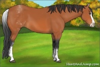 Horse Color:White Spotted Bay Splash 