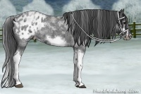 Horse Color:White Spotted Blue Roan Splash Frame Appaloosa 