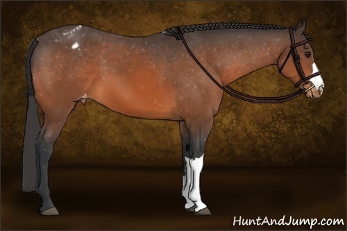 Horse Color:Bay Varnish 