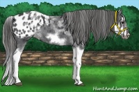 Horse Color:White Spotted Blue Roan Splash Frame Appaloosa