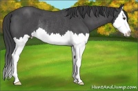 Horse Color:Smoky Blue Roan Splash Rabicano 