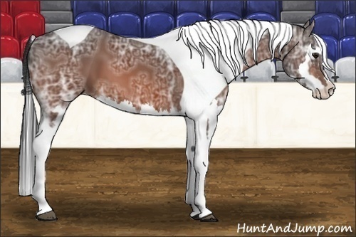 Horse Color:Bay Ice Splash Tobiano Frame