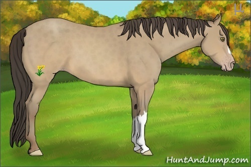 Horse Color:Sable Cream Champagne 