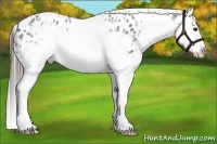 Horse Color:White Spotted Blue Roan Splash Frame Appaloosa