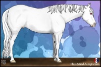 Horse Color:White Spotted Grullo Chinchilla Splash Varnish 