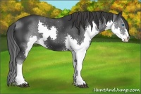 Horse Color:Black Splash