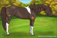 Horse Color:Liver Chestnut Sabino Tobiano 