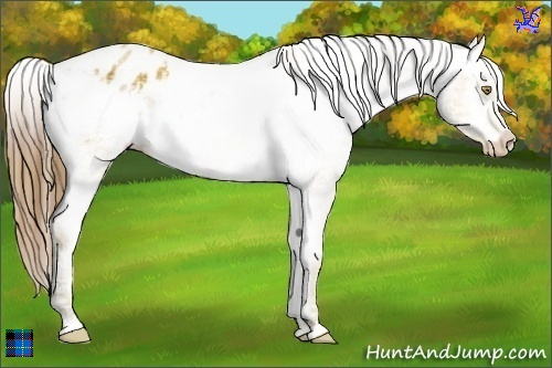 Horse Color:Plaid  Amber Champagne Ice Appaloosa 