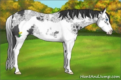 Horse Color:Black Ice Splash Frame Rabicano