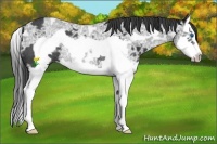 Horse Color:Black Ice Splash Frame Rabicano