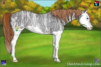 Horse Color:Liver Chestnut Ice Splash 