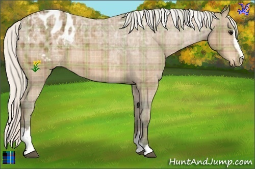 Horse Color:Plaid  Silver Bay Ice Sabino Appaloosa 