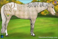 Horse Color:Plaid  Silver Bay Ice Sabino Appaloosa 