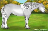 Horse Color:Silver Bay Chinchilla Roan Tobiano