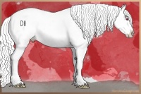 Horse Color:Silver Bay Chinchilla Appaloosa 