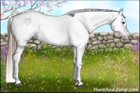 Horse Color:Brown Appaloosa 