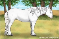 Horse Color:Silver Brown Appaloosa 