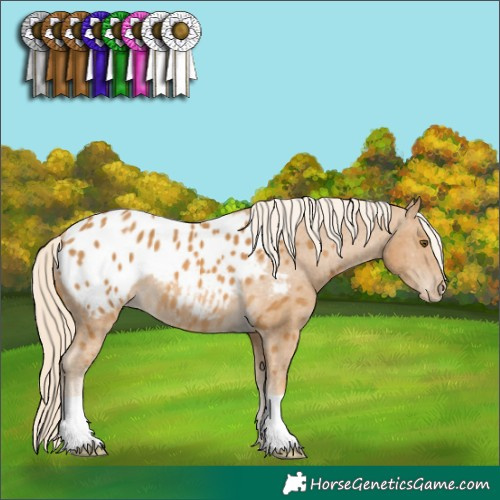 Horse Color:Palomino Mushroom Appaloosa