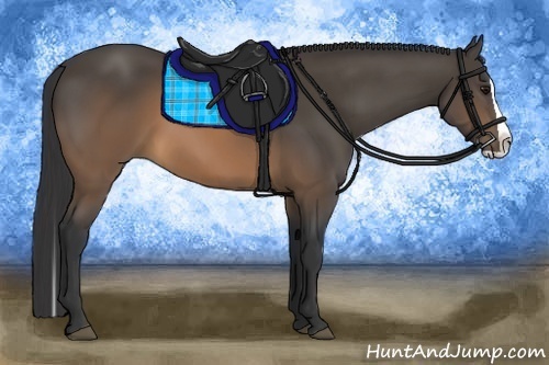 Horse Color:Buckskin Splash 