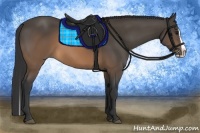 Horse Color:Buckskin Splash 