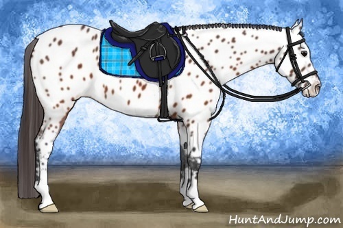 Horse Color:Brown Appaloosa 