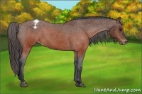 Horse Color:Brown Appaloosa 