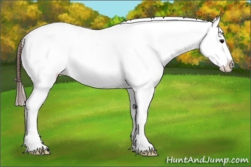 Horse Color:Brown Appaloosa 