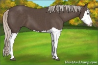 Horse Color:Silver Black Splash