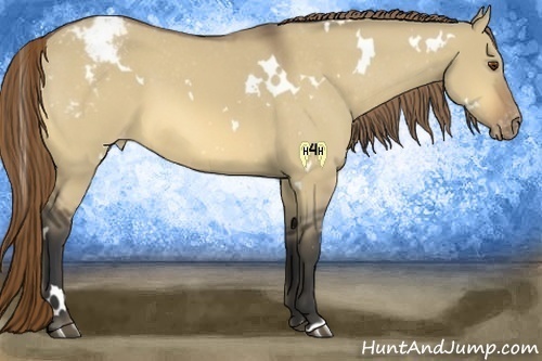 Horse Color:White Spotted Buckskin Dun Varnish 
