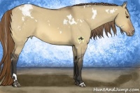 Horse Color:White Spotted Buckskin Dun Varnish 