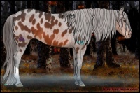 Horse Color:Brown Appaloosa 