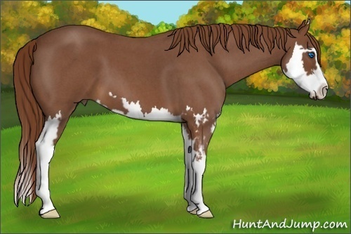 Horse Color:Red Roan Splash Frame 