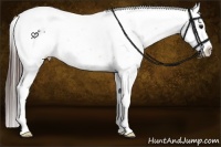 Horse Color:Bay Roan Snowcap 