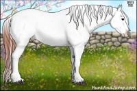 Horse Color:Brown Appaloosa 