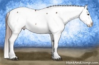 Horse Color:Brown Appaloosa