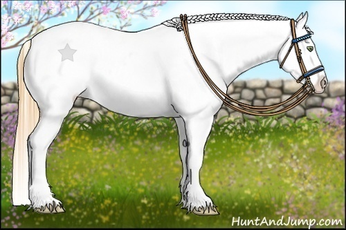 Horse Color:Gold Champagne Roan Dun Splash Tobiano Frame Appaloosa Rabicano 