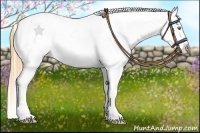 Horse Color:Gold Champagne Roan Dun Splash Tobiano Frame Appaloosa Rabicano 