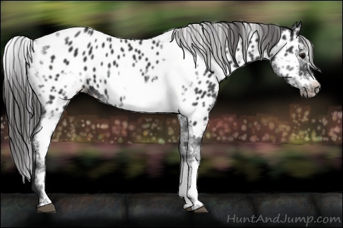 Horse Color:White Spotted Black Splash Tobiano Frame Appaloosa